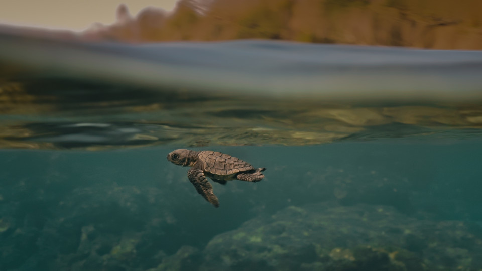 TURTLE WALKER OmeU, not specified