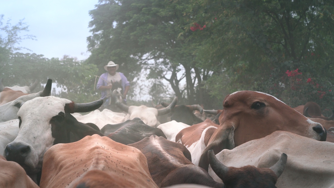 WIR, DIE WOLFS Szene 2