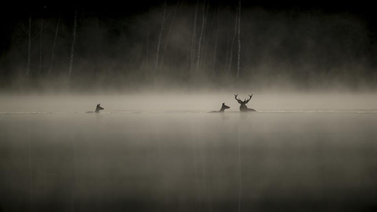 DAS FLÜSTERN DER WÄLDER Szene 1