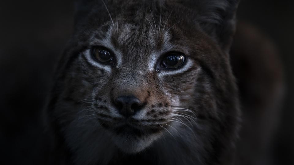 DAS FLÜSTERN DER WÄLDER