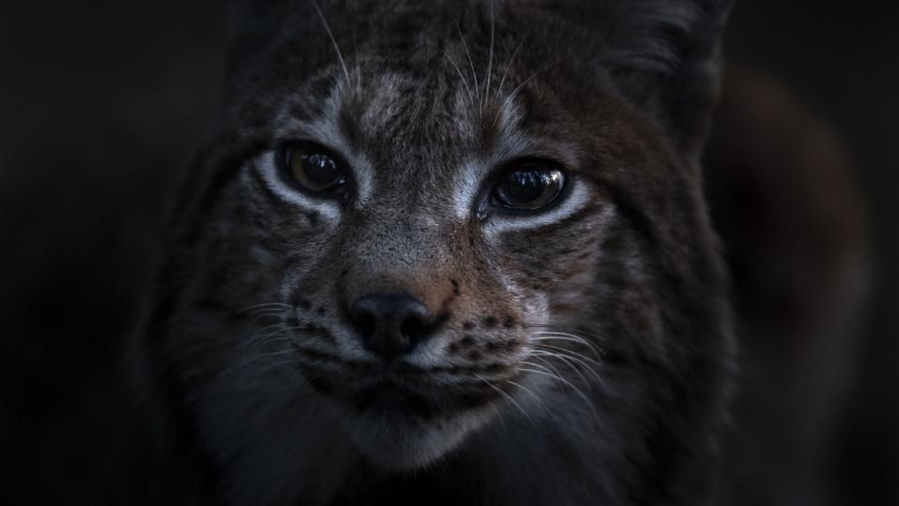 DAS FLÜSTERN DER WÄLDER Szene 3