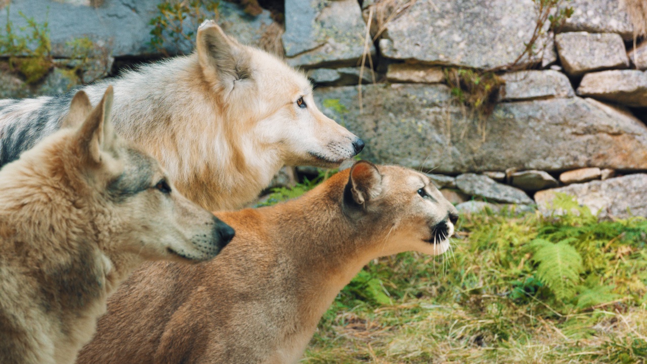 WOODWALKERS 2 Szene 3