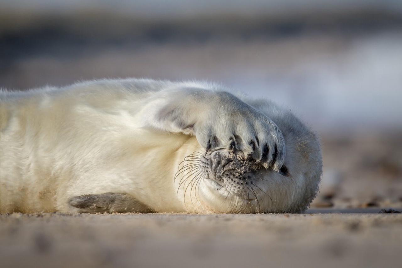 DIE WILDE NORDSEE - NATUR, DIE SICH NICHT ZÄHMEN LÄSST Szene 2