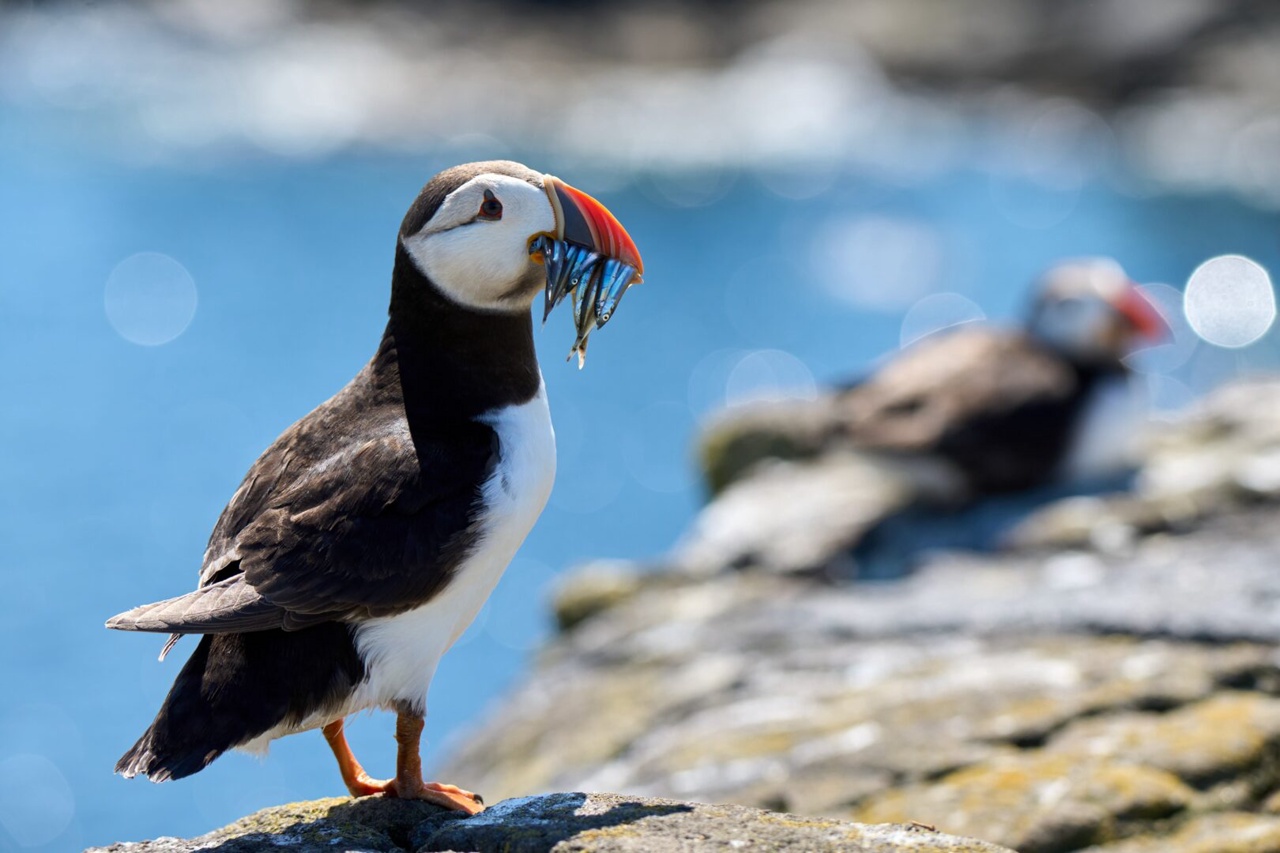 DIE WILDE NORDSEE - NATUR, DIE SICH NICHT ZÄHMEN LÄSST Szene 3