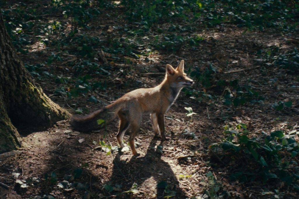 Französischer Film des Monats: WILD FOXES  (La Danse des Renards)
