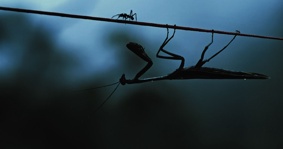 Filmszene 1 – INSEKTEN – HELDEN IM VERBORGENEN