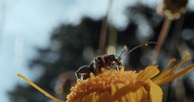Filmszene 2 – INSEKTEN – HELDEN IM VERBORGENEN