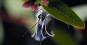 Filmszene 3 – INSEKTEN – HELDEN IM VERBORGENEN