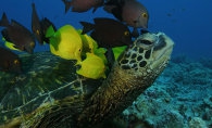 DEEP SEA 3D Szene 3