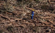 DIE ERDE VON OBEN - DER WALD Szene 1